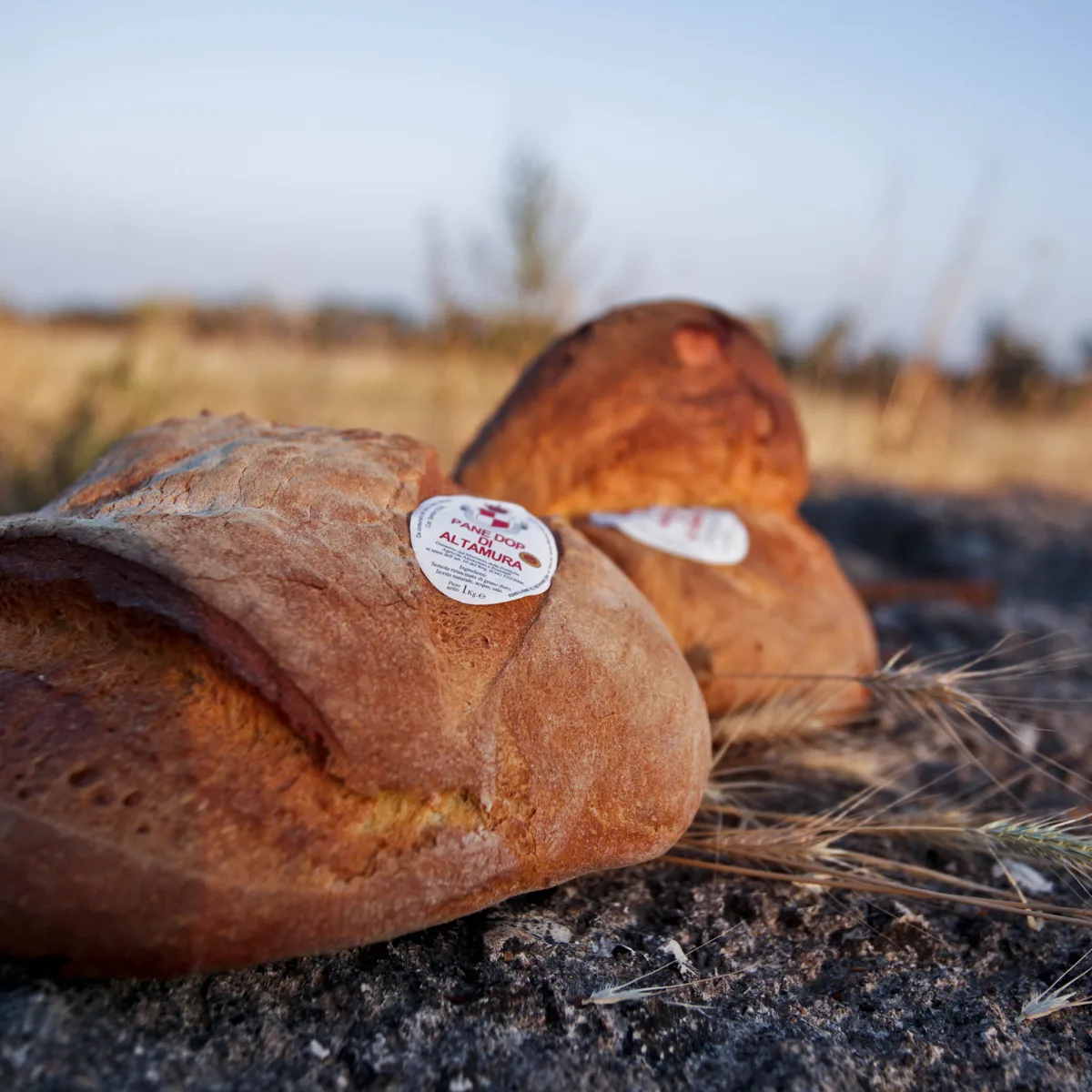 Pane Giallo di Grano Duro